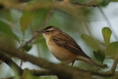 David Plant Photography - Wildlife Photography - Sedge warbler - B